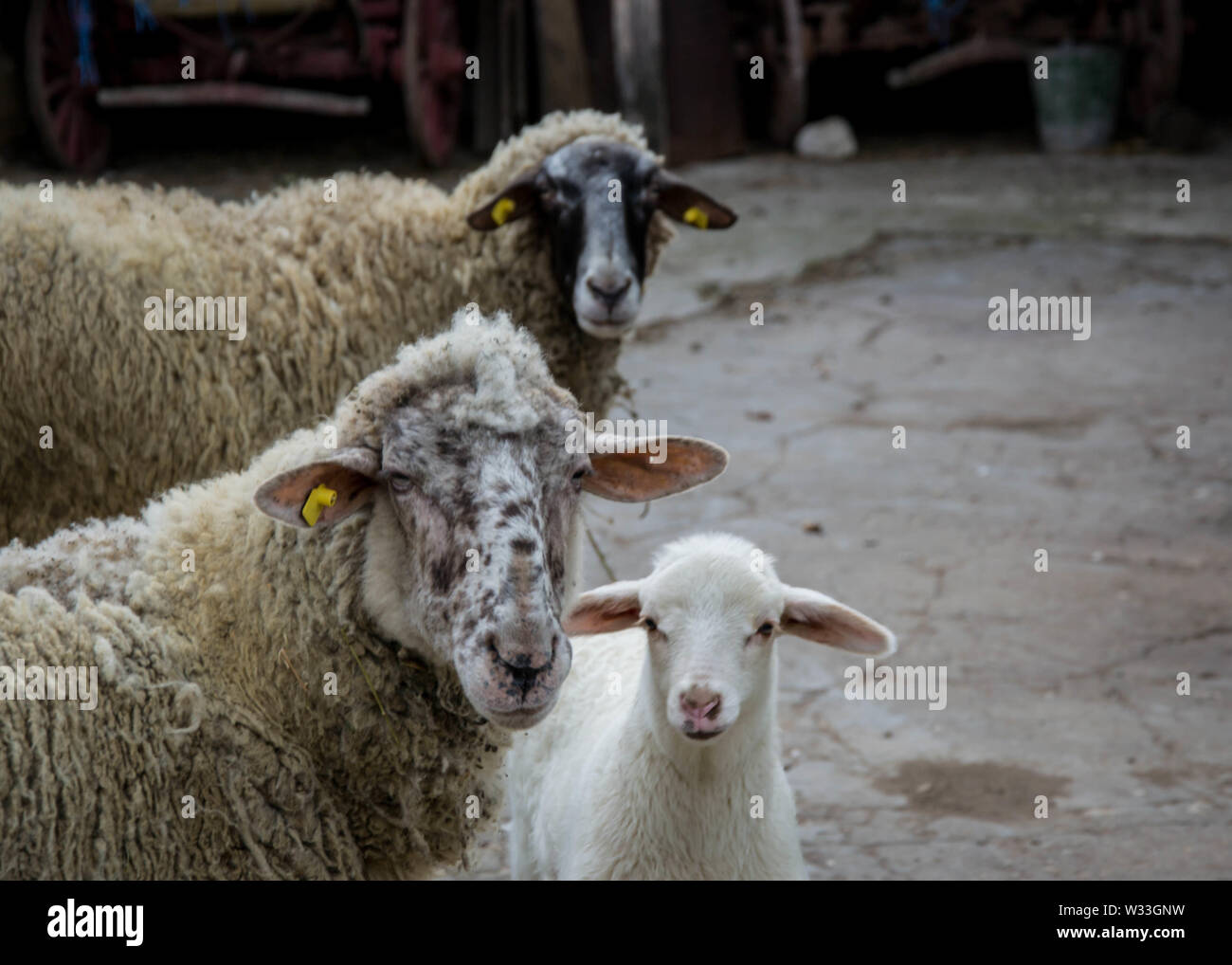 Abbacchio e madre pecore in fattoria, guardando la telecamera. Close up del bestiame di famiglia Foto Stock