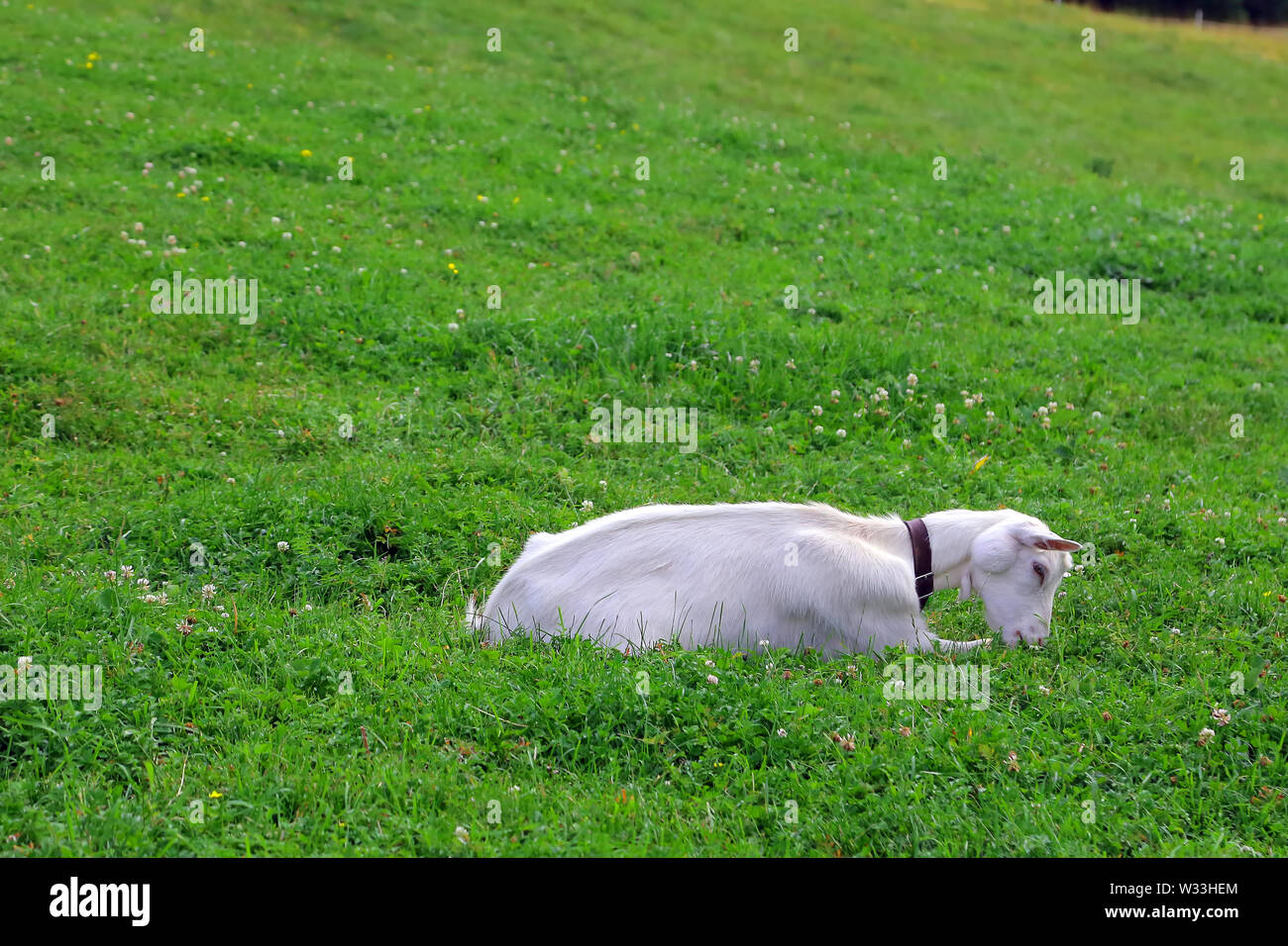 Capra bianca si rilassa sui prati delle Dolomiti - Italia Foto Stock