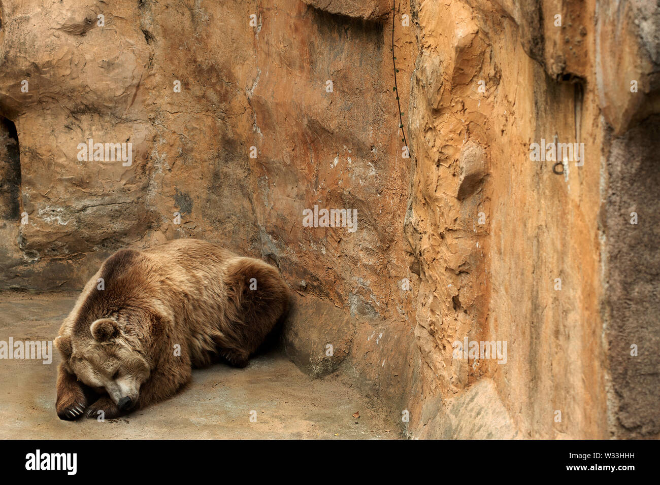 Orso bruno, lo zoo di Barcellona. Foto Stock