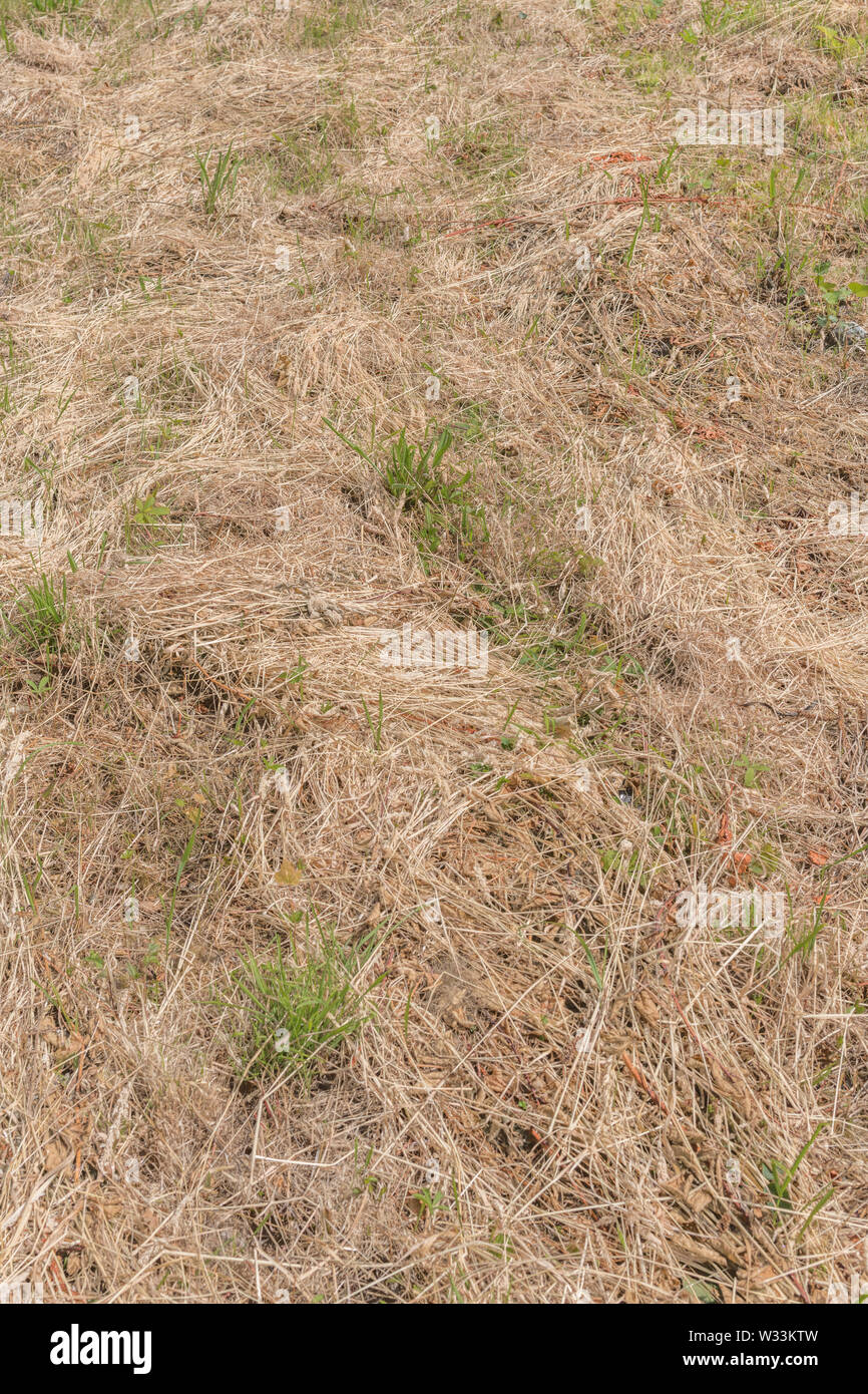 Tagliare lungo erba di prato, passando per la paglia in estate il sole. Foto Stock