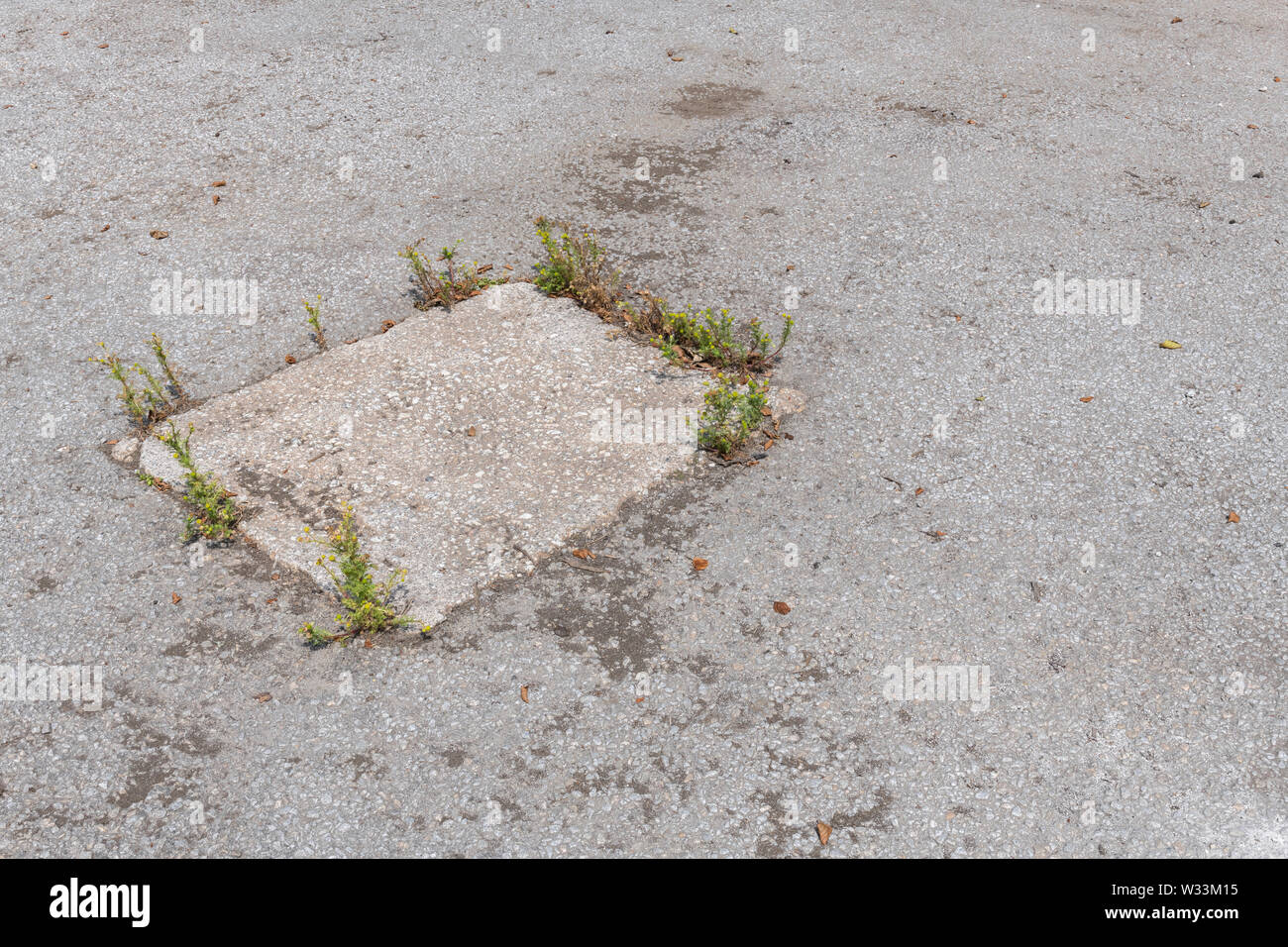 Ananas / erbaccia Matricaria discoidea - cresce in cemento rotto / asfalto. Concetto superato dalle erbacce erbacce crescita, erbacce getting in crepe. Foto Stock