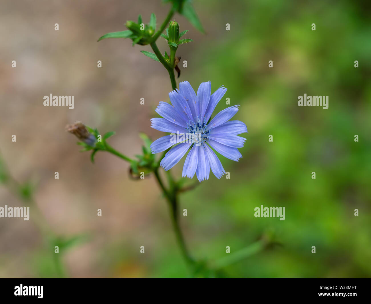 Cichorium intybus - comune blu fiore di cicoria in habitat naturali. Foto Stock