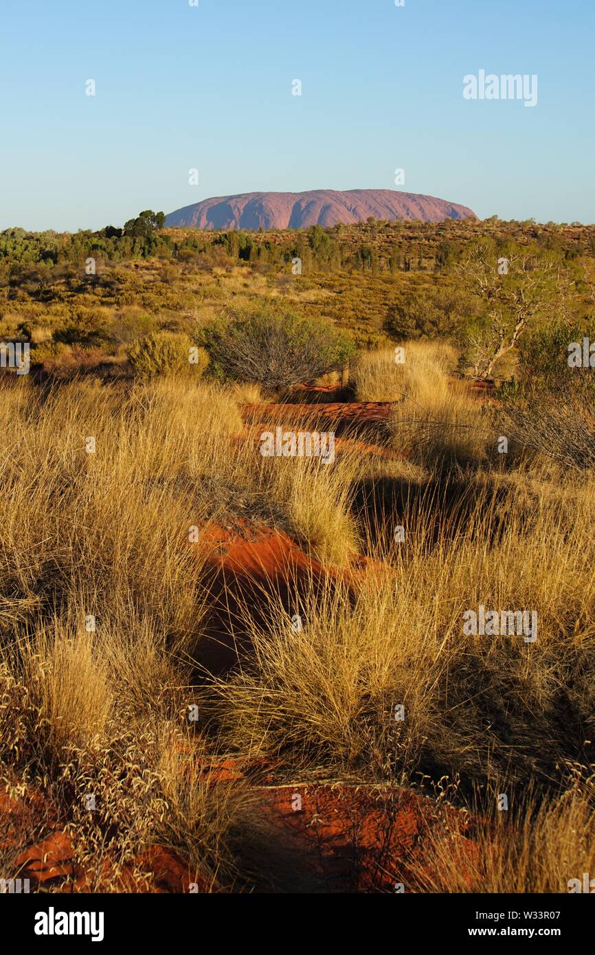 Vista da un'Ayers Rock Resort Belvedere di tutta l'Erba Spinifex verso Uluru nella distanza Foto Stock