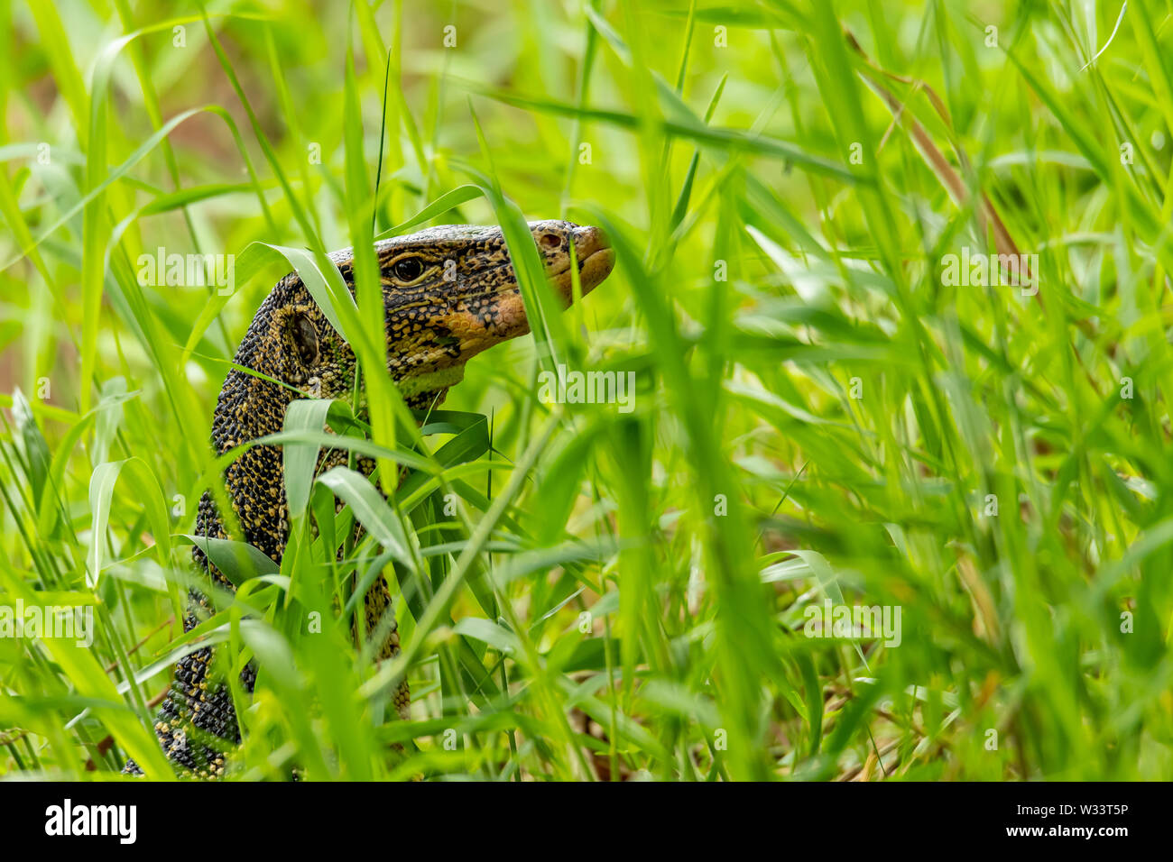 Asian monitor acqua lizard alzando la testa per guardare attorno a Foto Stock