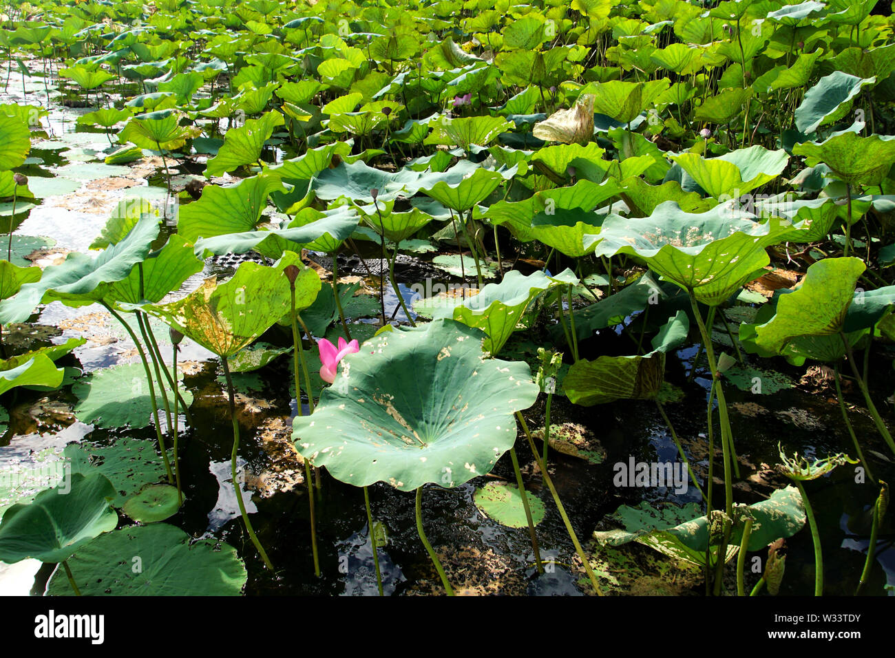 Coccodrillo in agguato tra Lotus lascia in un Billabong Foto Stock