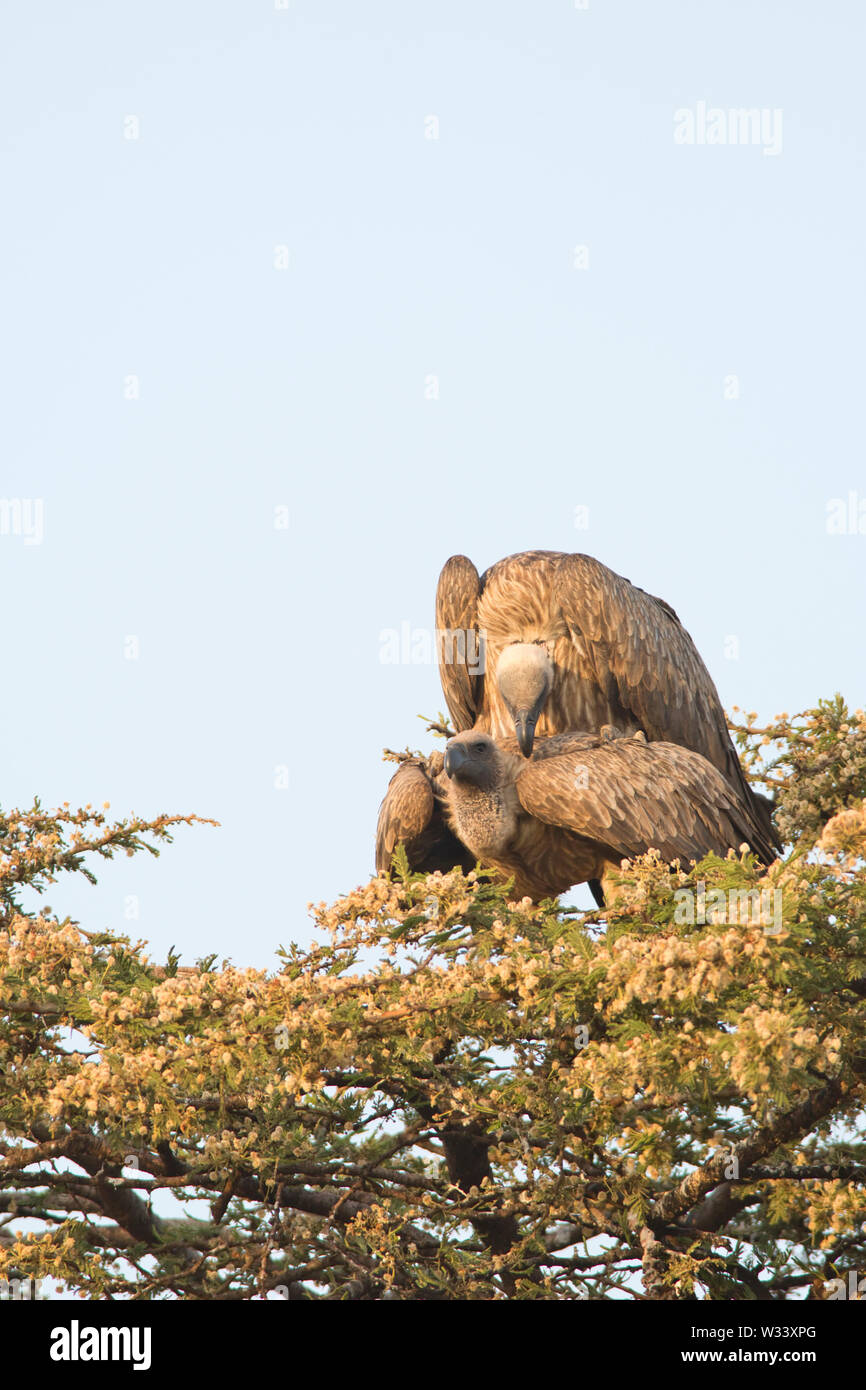 African white-backed vulture (Gyps africanus), coniugata coppia Foto Stock