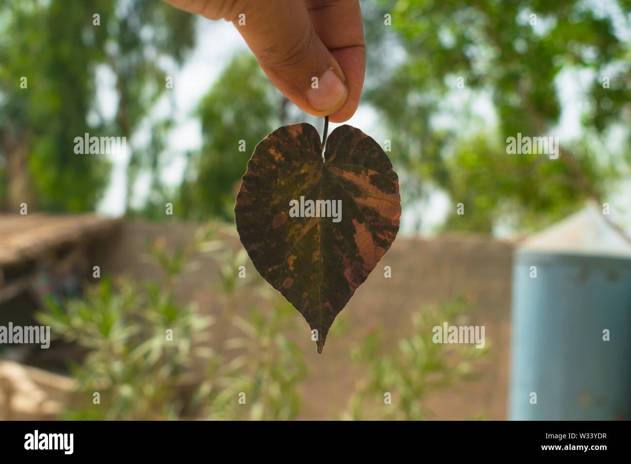 Stretta di mano umana holding foglie essiccate con alberi sfocata sfondo.foglia in mano. Foto Stock