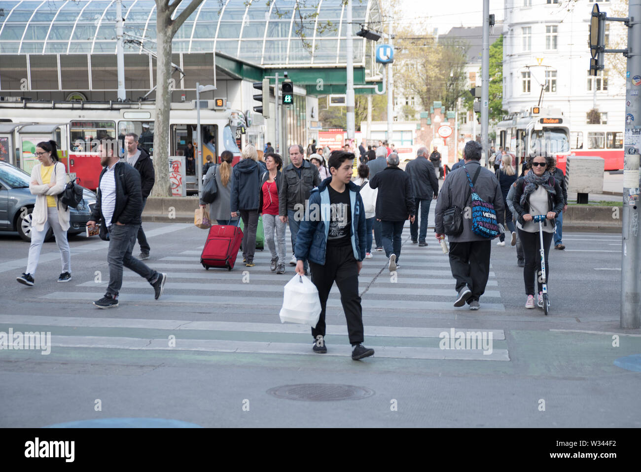Le persone che attraversano la strada, tenendo il trasporto pubblico, a piedi i loro cani e equitazione biciclette, traffico, zebra crossing in Vienna, Europa Austria Foto Stock