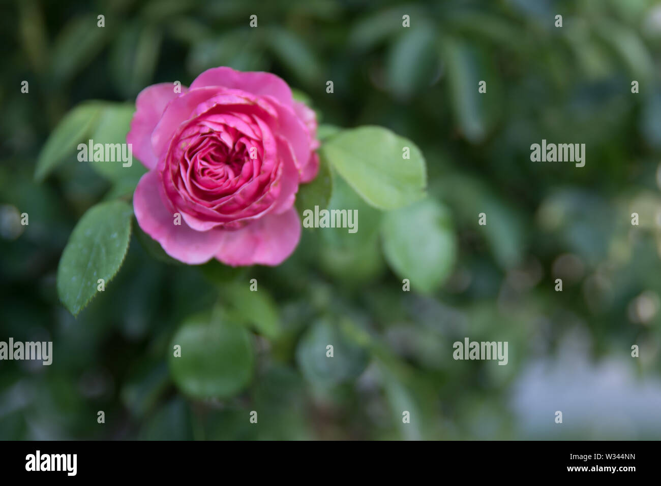 Rose e altre piante e fiori in un giardino nel cuore della città di Vienna, Austria Foto Stock