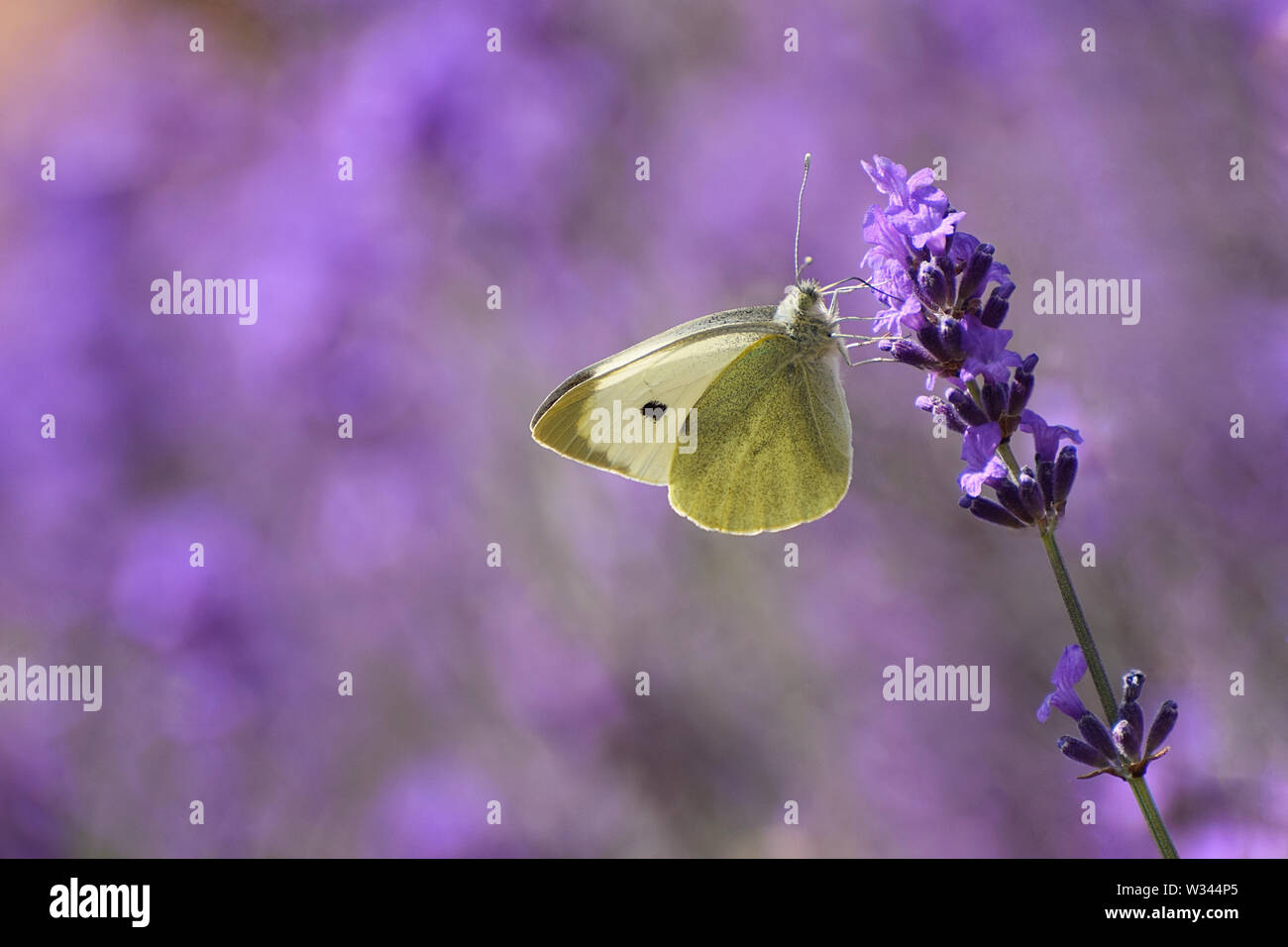 Il cavolo bianco Butterfly - Sarcococca rapae - alimentazione su fiori di lavanda Foto Stock