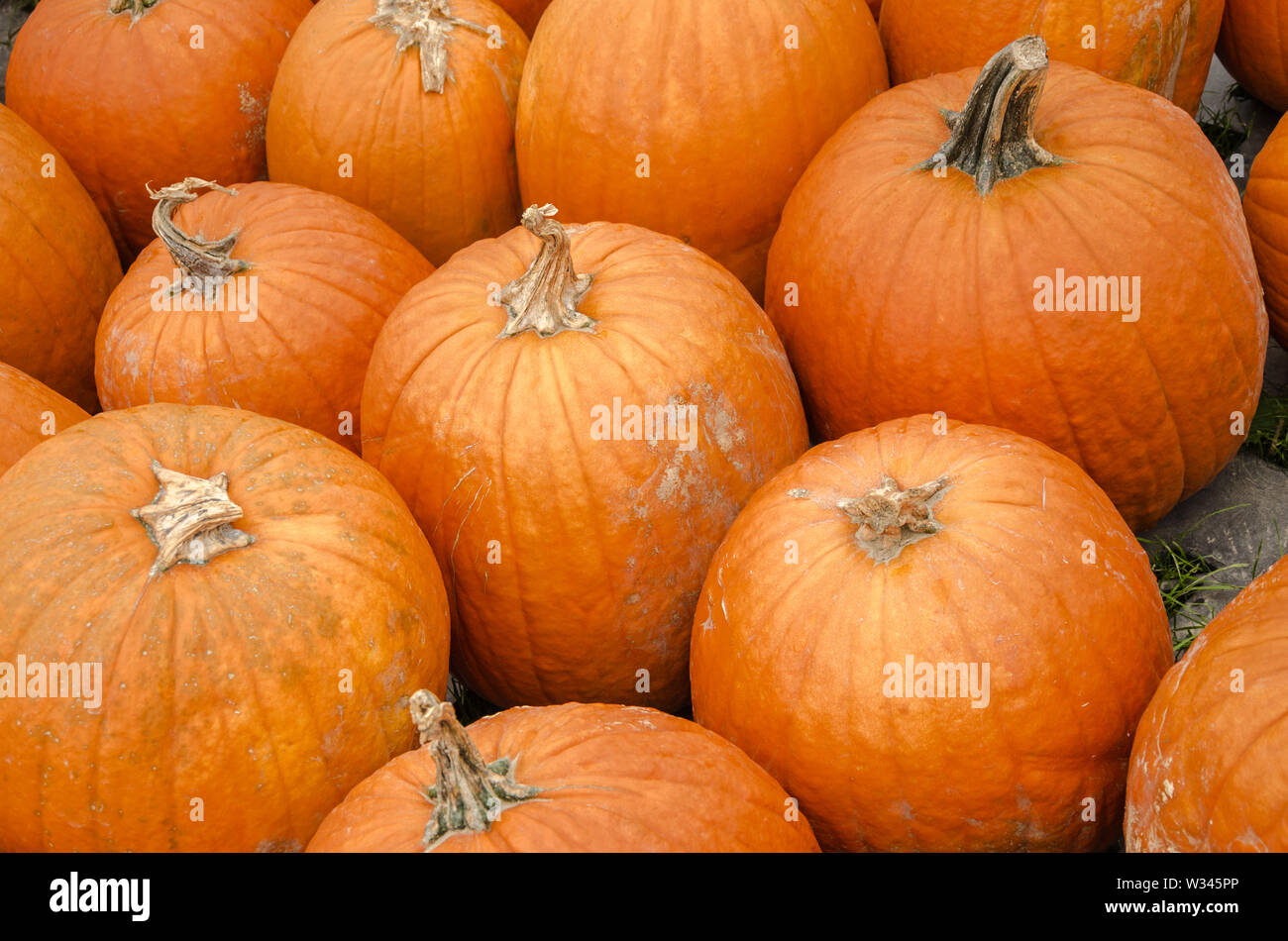 Close up di zucche in un mercato di fattoria. Decorazioni di Halloween. Foto Stock Close up di zucche in un mercato di fattoria. Decorazioni di Halloween. Foto Stock