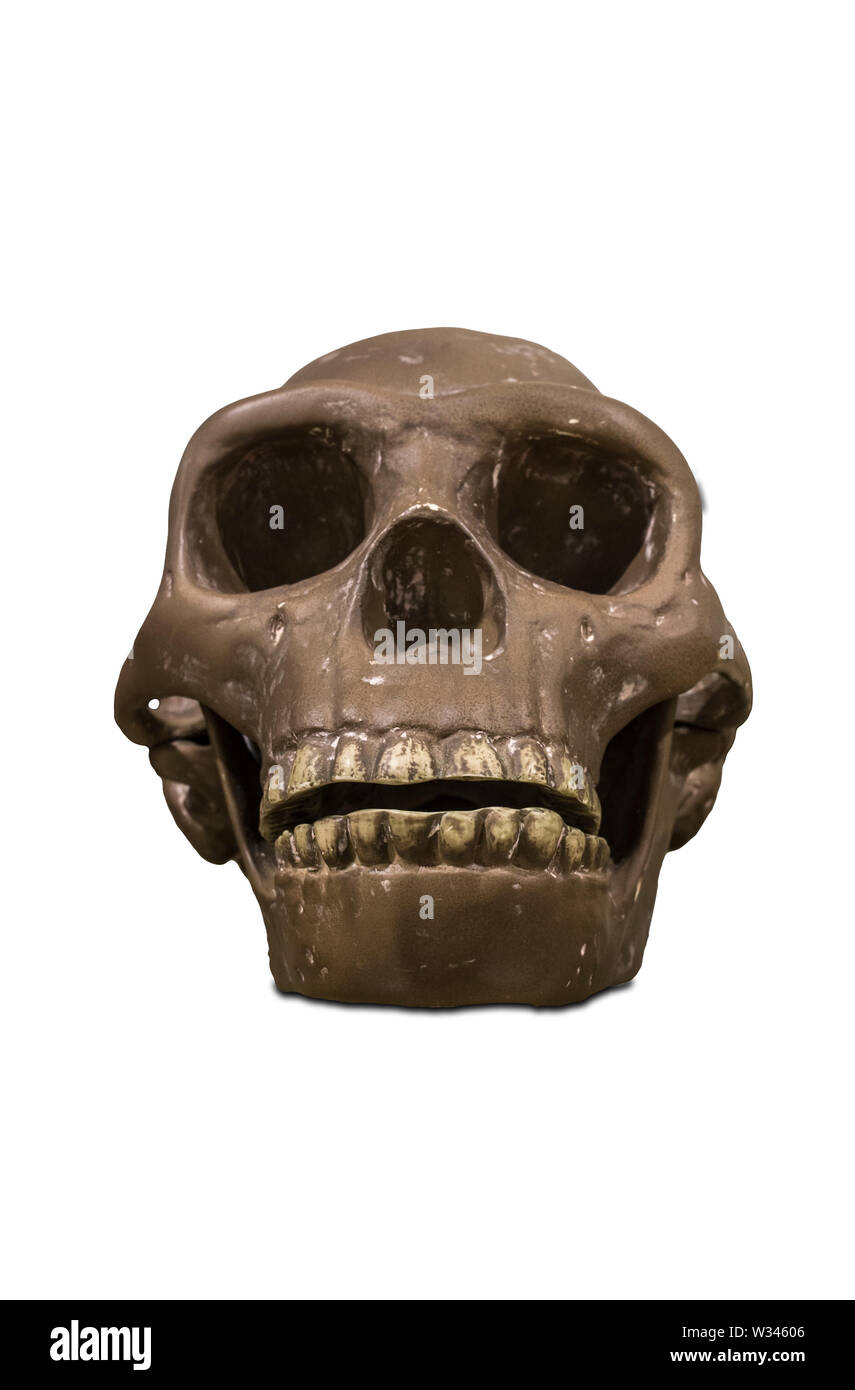 Montilla, Spagna - 2 Marzo 2019: Homo Erectus riproduzione del cranio. Isolato su sfondo bianco a Montilla Museo Storico, Cordoba, Spagna Foto Stock
