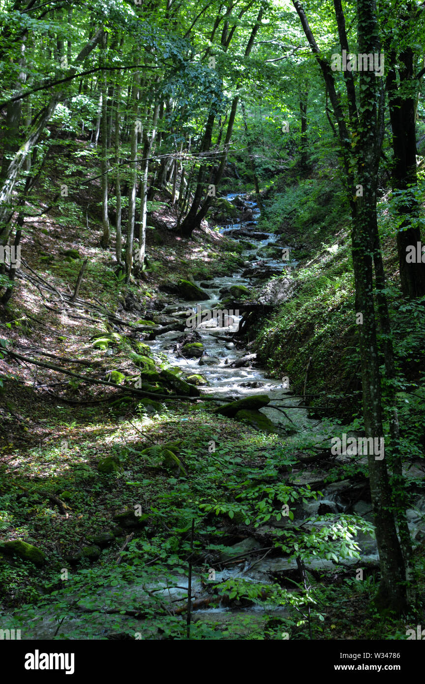 Mountain Creek avvolgimento in foresta Foto Stock