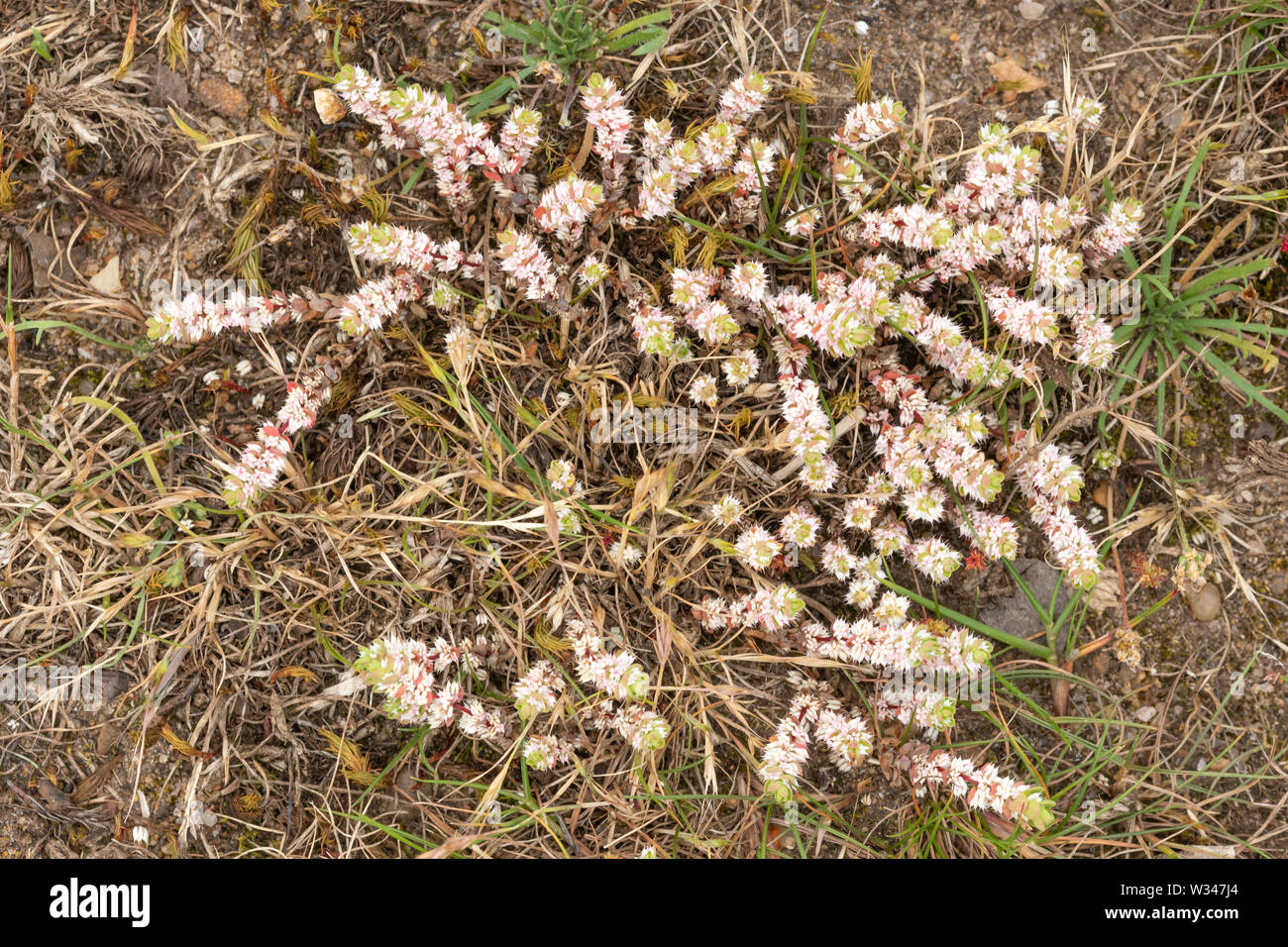La pianta rara, collana corallo (Illecebrum verticillatum) sulla brughiera, Regno Unito, nel mese di luglio Foto Stock