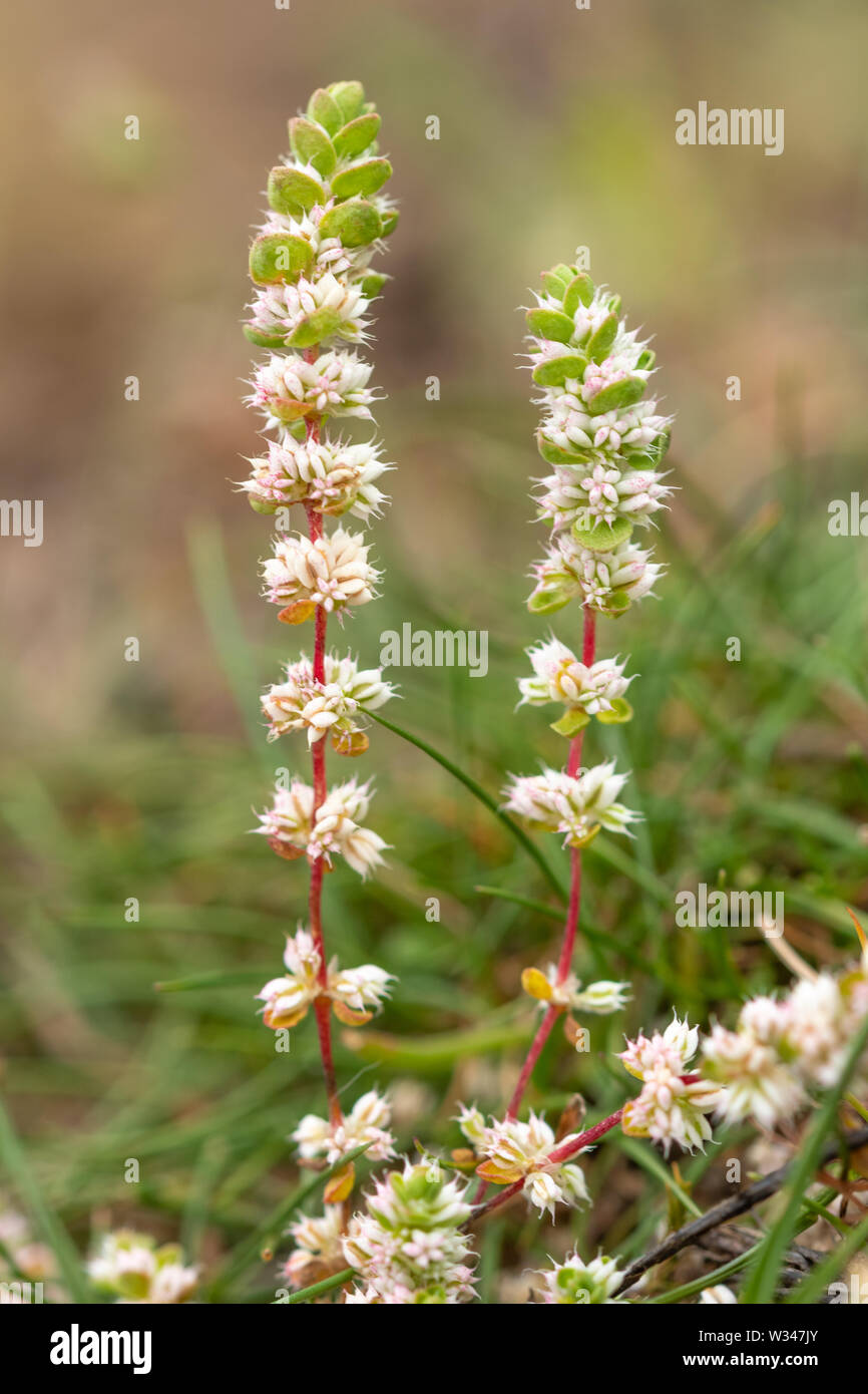 La pianta rara, collana corallo (Illecebrum verticillatum) sulla brughiera, Regno Unito, nel mese di luglio Foto Stock