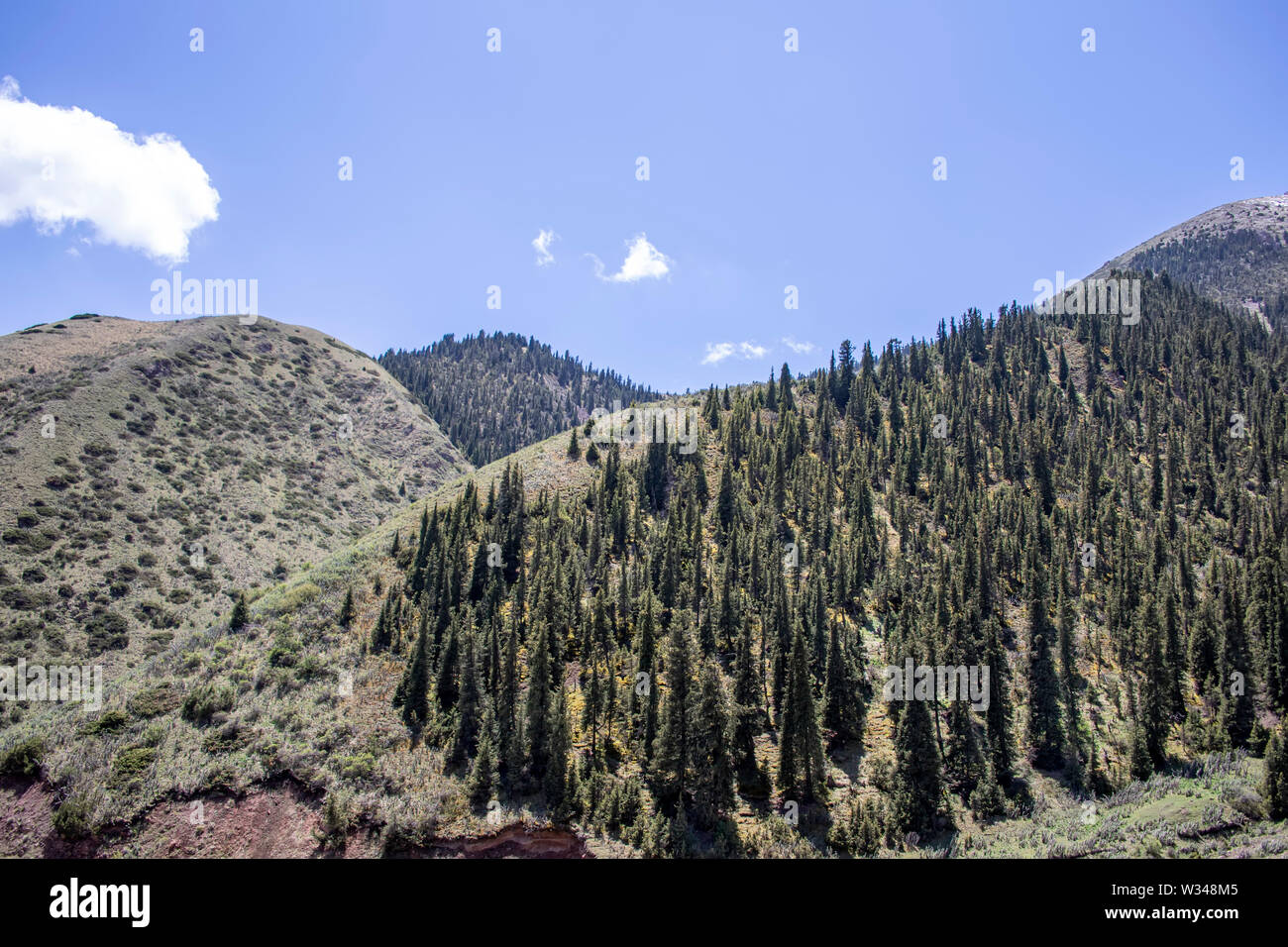 Montagna ricoperta da foreste di abete rosso. vette innevate e pascoli verdi. Kirghizistan viaggi. Foto Stock