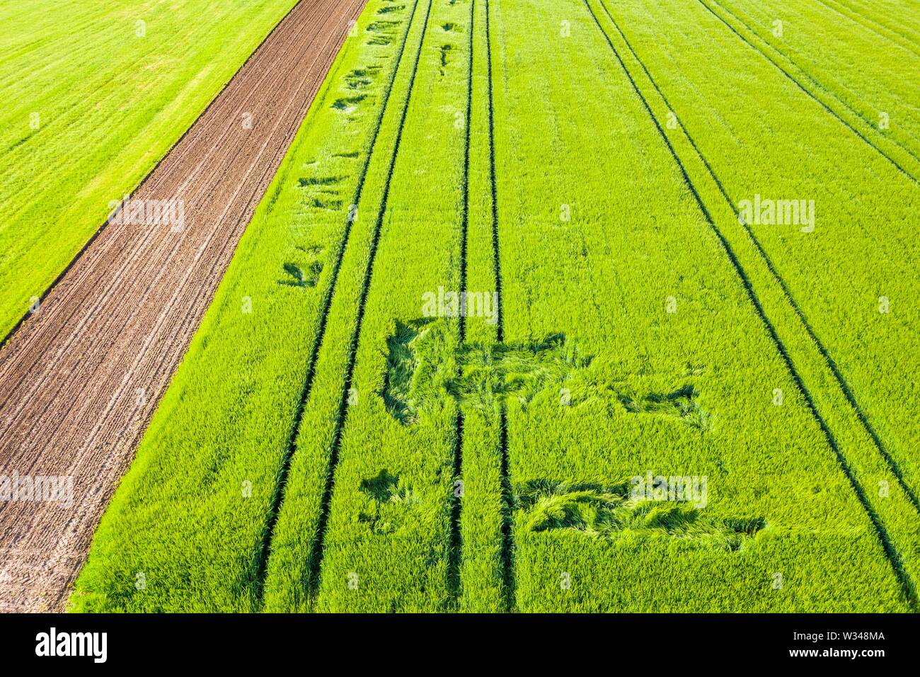 Drone shot, campo di grano con vento vacanza in primavera, Baden-Württemberg, Germania Foto Stock