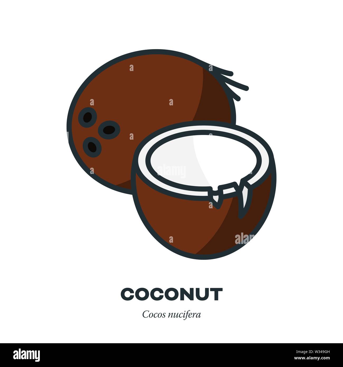 Icona di noce di cocco, contorno a colori stile di riempimento illustrazione vettoriale, intero e dimezzato la frutta Illustrazione Vettoriale