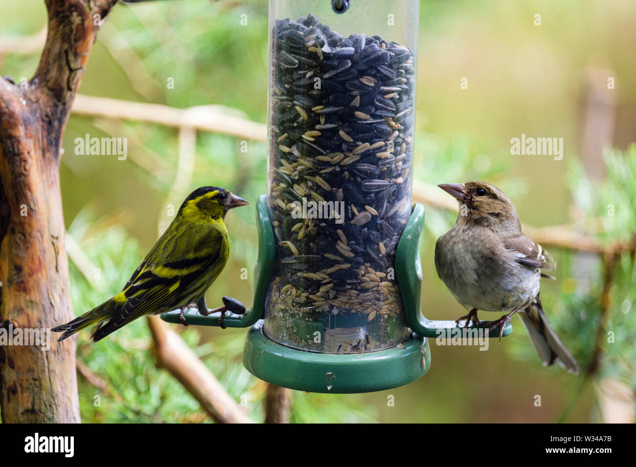 Un maschio lucherino (Carduelis spinus) finch e una femmina (fringuello Fringilla coelebs) su un giardino degli uccelli alimentatore di sementi in una foresta di pini. La Scozia, Regno Unito, Gran Bretagna Foto Stock