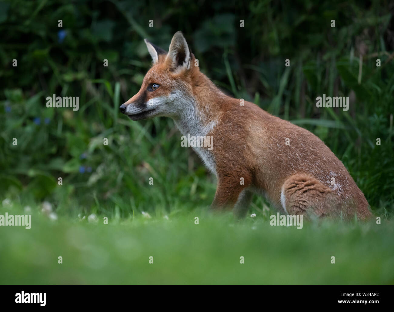 Un rosso selvatico volpe (Vulpes vulpes), Warwickshire Foto Stock