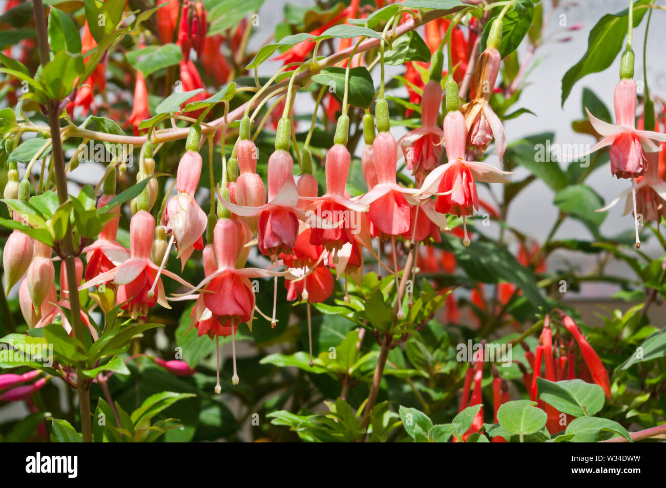 Fuchsia Glazioviana Foto Stock