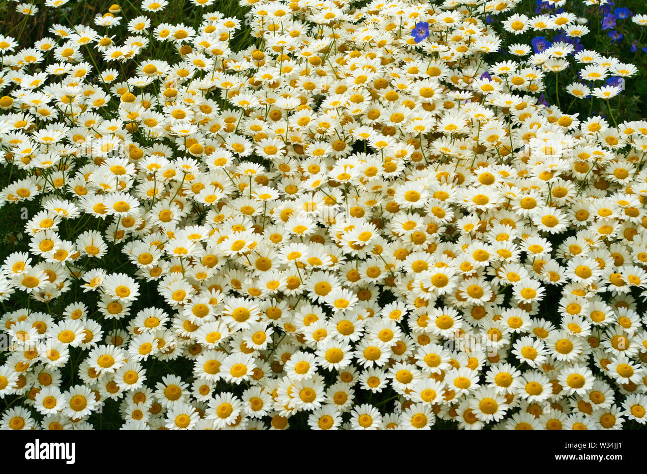 Anthemis Tinctoria Sauce Hollandaise Foto Stock