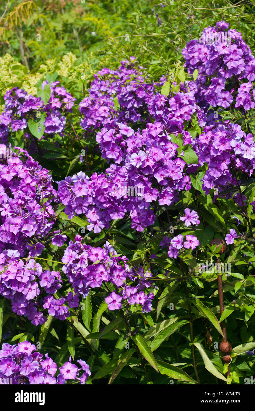 Phlox Paniculata Blue Paradise Foto Stock