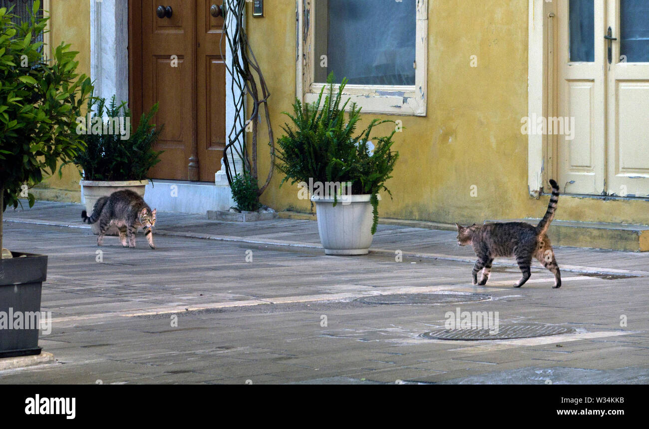 Due gatti maschio Fronteggiano in Nafplio, Grecia Foto Stock