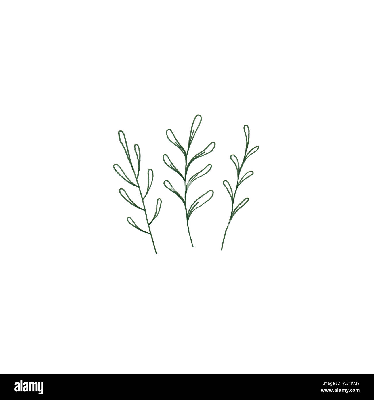 Verde Felce carino illustrazione botanica, floreale illustrazione minimale del bouquet di tre erbe di foresta in stile rustico. Foto Stock