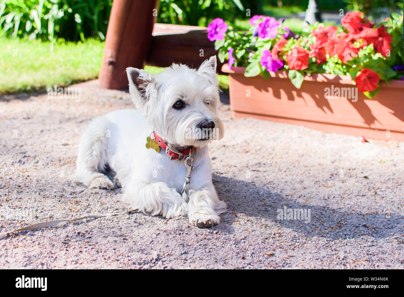 Carino West Highland White Terrier con un colletto rosso disteso sul terreno, sfondo fiori. Foto Stock