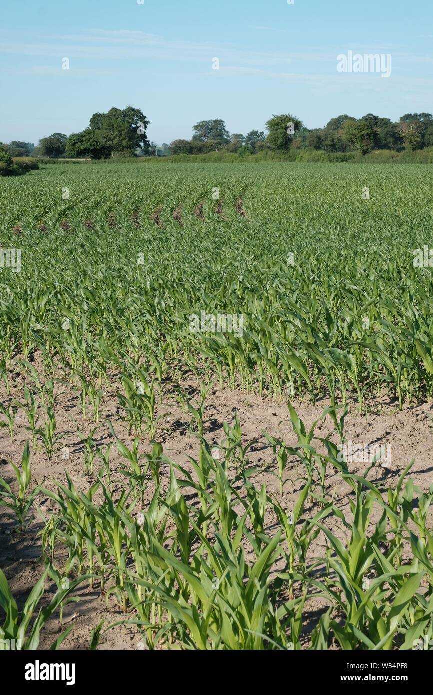 Campo di mais in via di sviluppo di alimenti per il bestiame Foto Stock