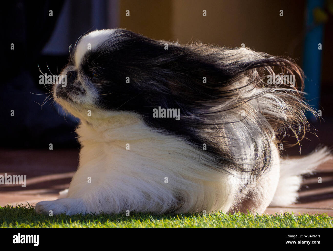 Dog pekingese al vento Foto Stock