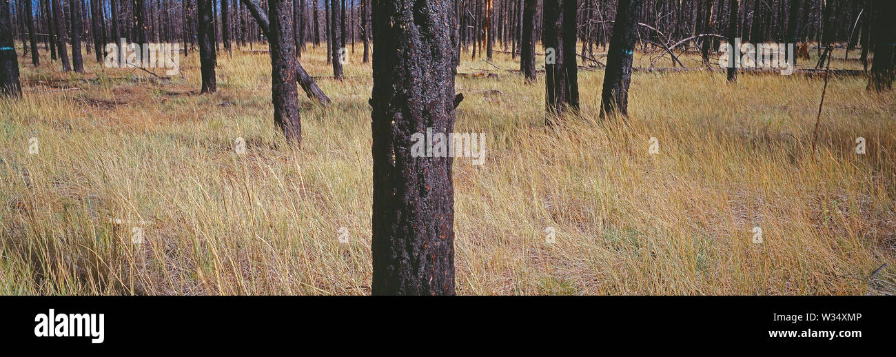 Stati Uniti d'America. In Arizona. Coconino National Forest. Fire-danneggiato, annerite tronchi d'albero. Foto Stock