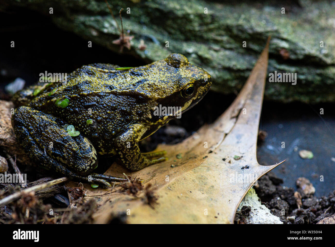 Una rana comune (Rana temporaria) Foto Stock