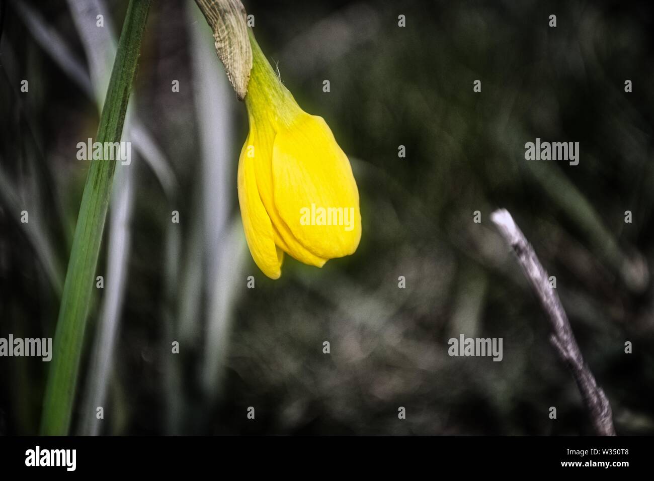 Singola primavera Daffodil Foto Stock