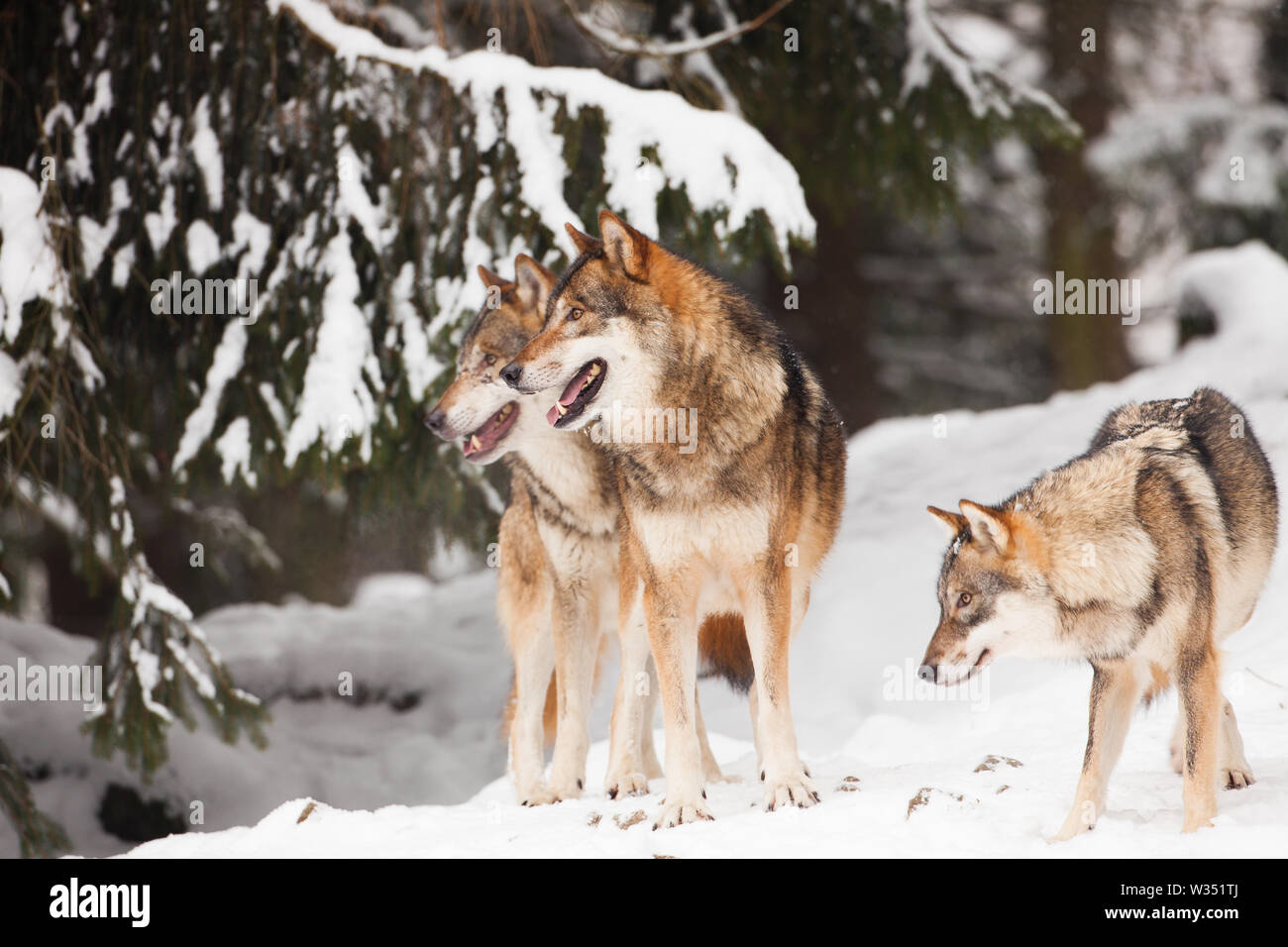 Un pacco di lupi selvatici nella neve in un freddo inverno Foto Stock