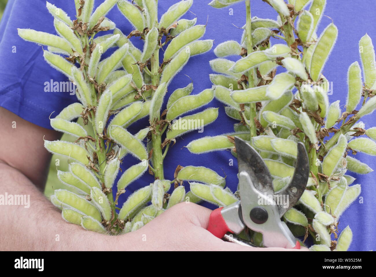 Lupinus. Deadheading speso i picchi di fiori di perenne di lupini dolci Foto Stock