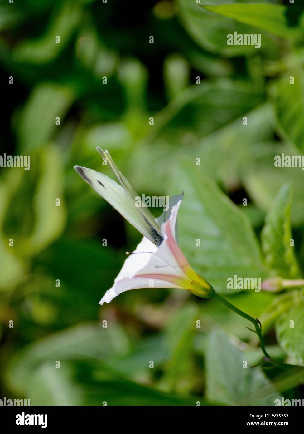 Farfalla bianca in centinodia fiore Foto Stock
