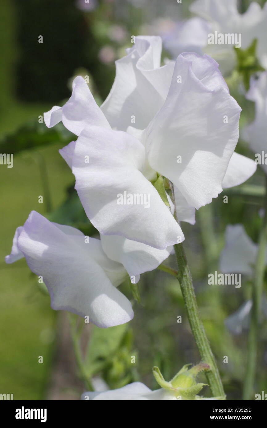 Lathyrus odoratus "Frontiera bellezza' Fioritura in estate - UK Foto Stock