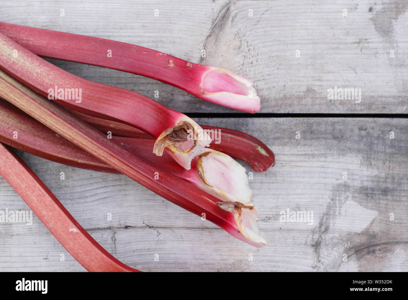 Gambi di rabarbaro. Rheum rhabarbarum, appena raccolto, su un tavolo di legno. REGNO UNITO Foto Stock