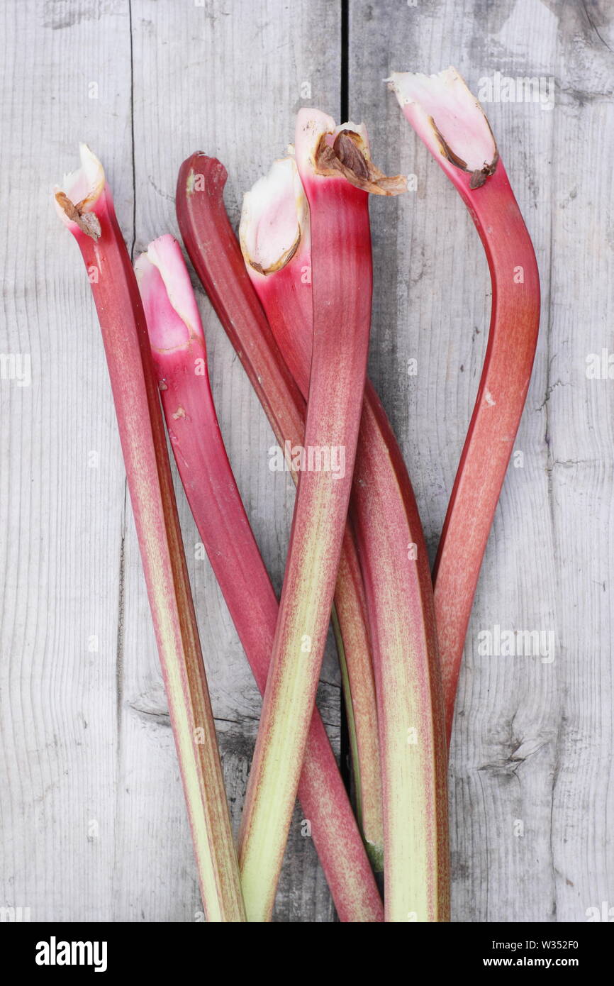 Rheum rhabarbarum. Appena raccolto il rabarbaro steli su un tavolo di legno. Il fogliame è tossico. Foto Stock