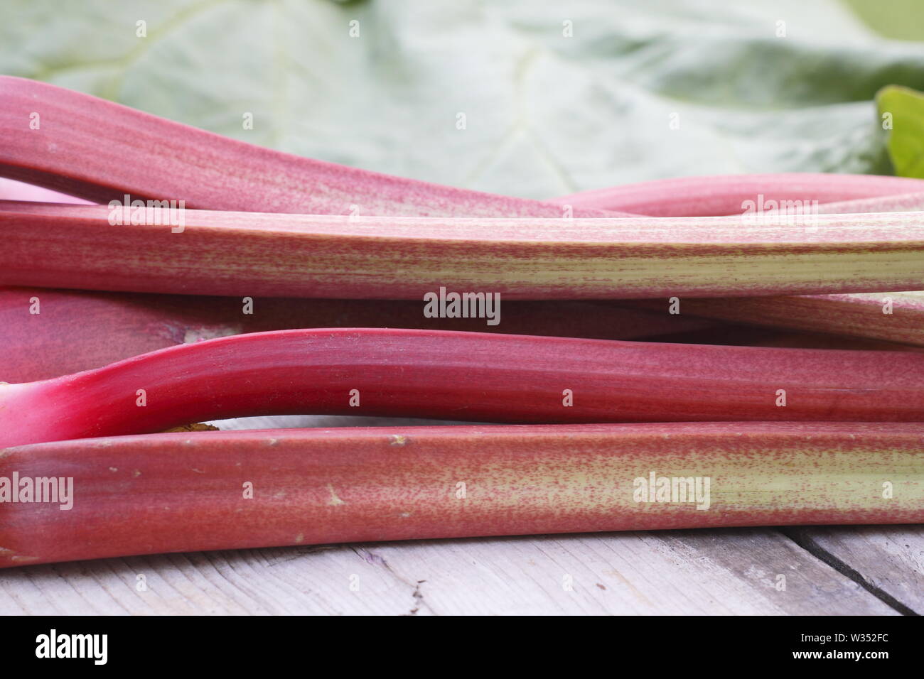 Rheum rhabarbarum. Appena raccolto il rabarbaro steli su un tavolo di legno. Il fogliame è tossico. Foto Stock