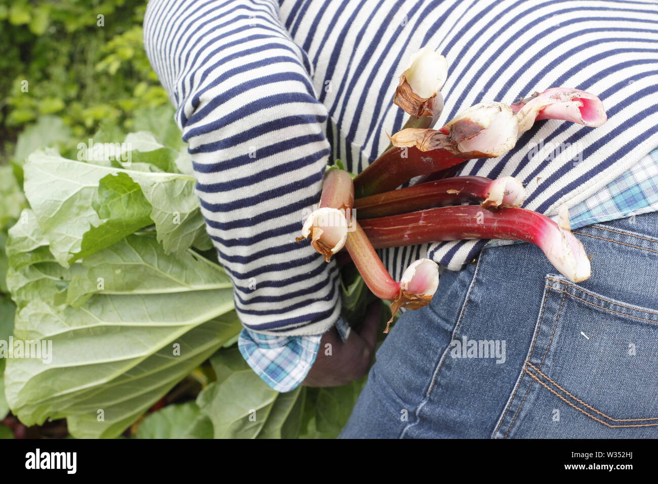 Rheum rhabarbarum. Raccolta steli di rabarbaro in un inglese un orto - molla Foto Stock