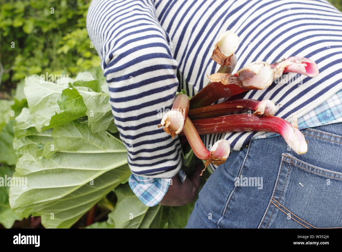 Rheum rhabarbarum. Raccolta steli di rabarbaro in un inglese un orto - molla Foto Stock