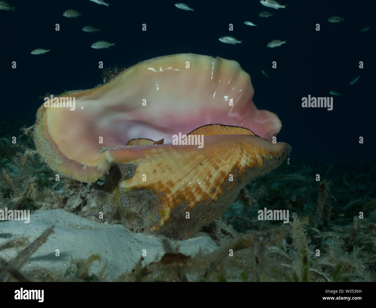 Un Queen conch (Strombus gigas) giace su una profondità del letto di fanerogame nel Mar dei Caraibi. Foto Stock