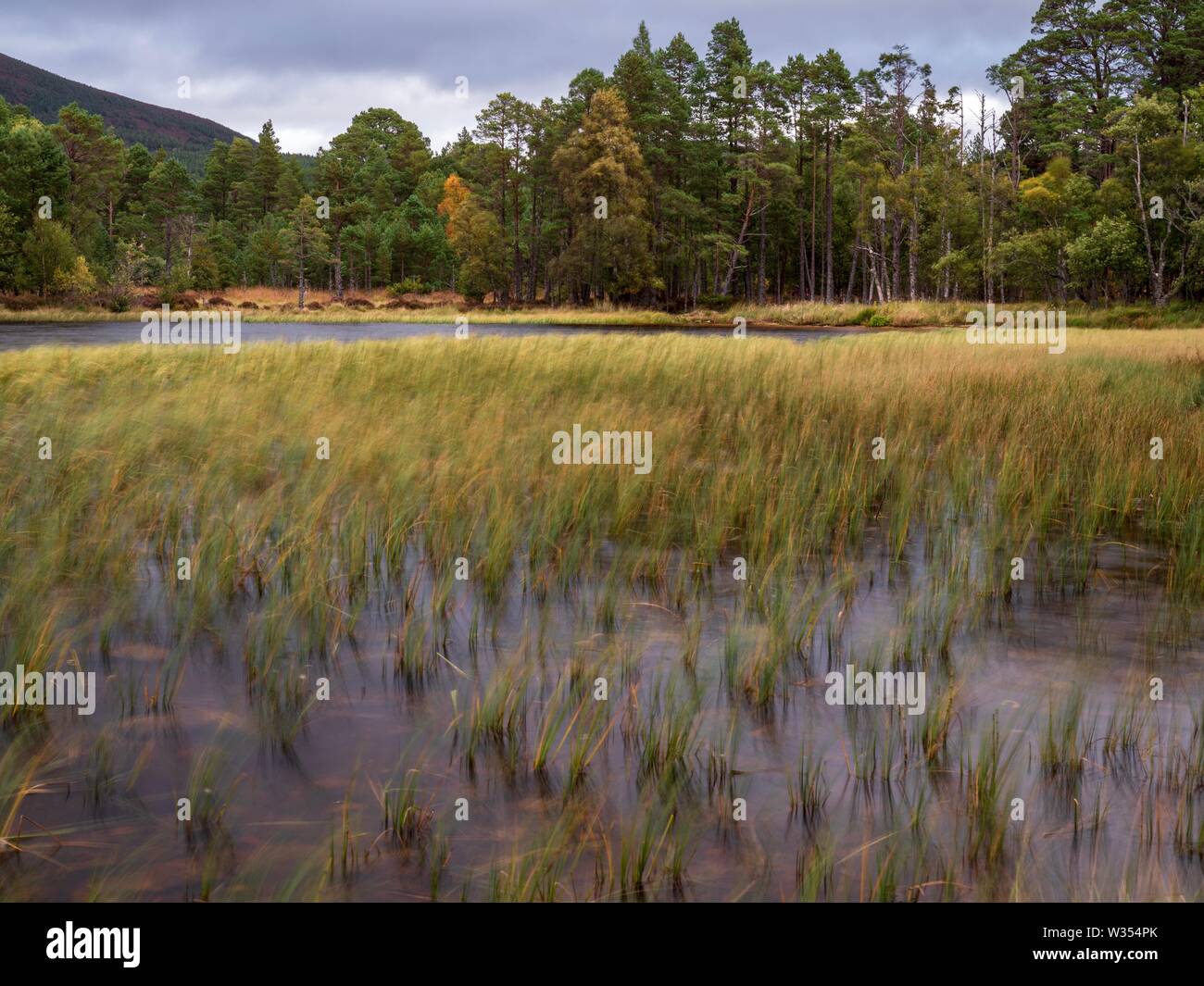Il movimento delle canne al vento in un lago nelle Highlands scozzesi Foto Stock