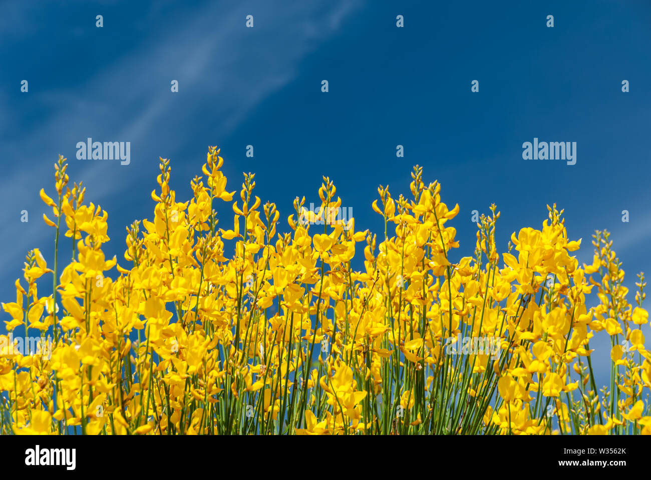 Forte giallo / blu colori contrastanti dalla ginestra (Cytisus scoparius) ed un cielo blu con nuvole sottili, fiori shot in Provenza, Francia. Foto Stock