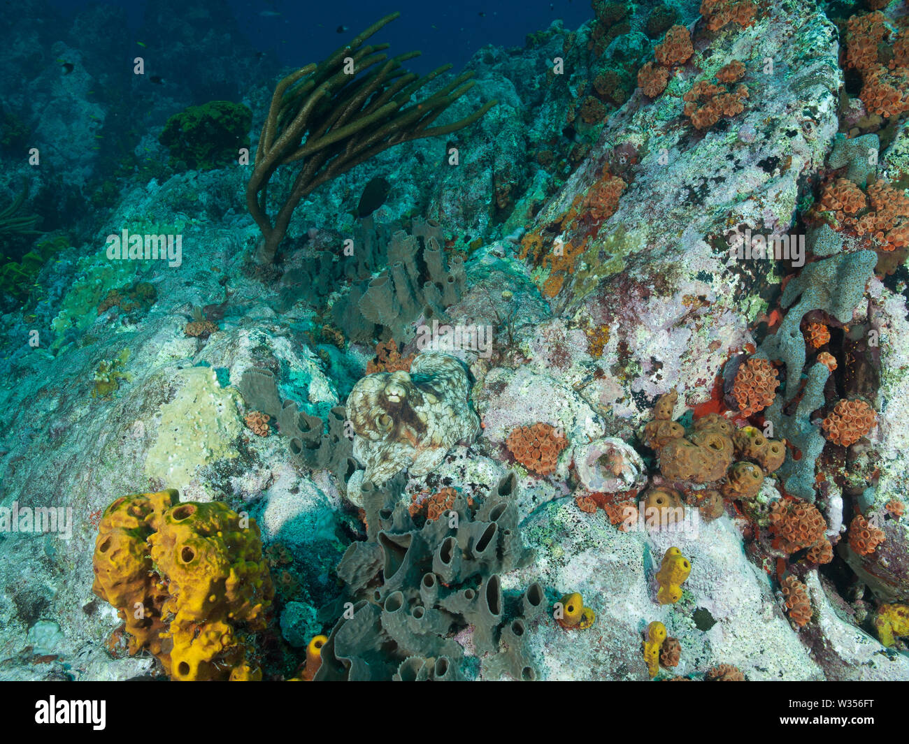 Polpo Octopus vulgaris caccia sulla barriera corallina Foto Stock
