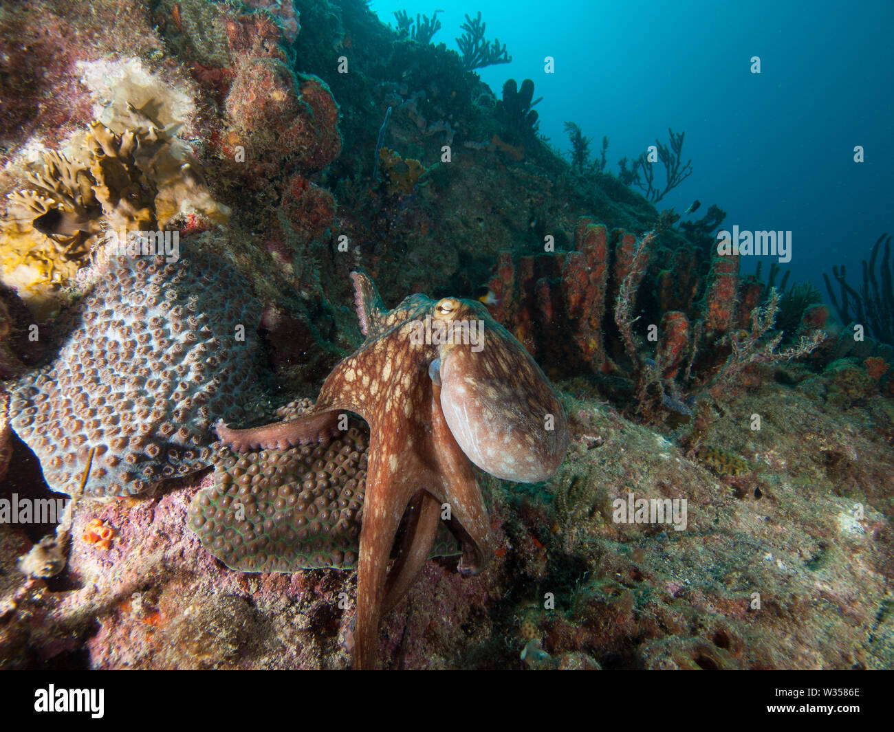 Polpo Octopus vulgaris caccia sulla barriera corallina Foto Stock