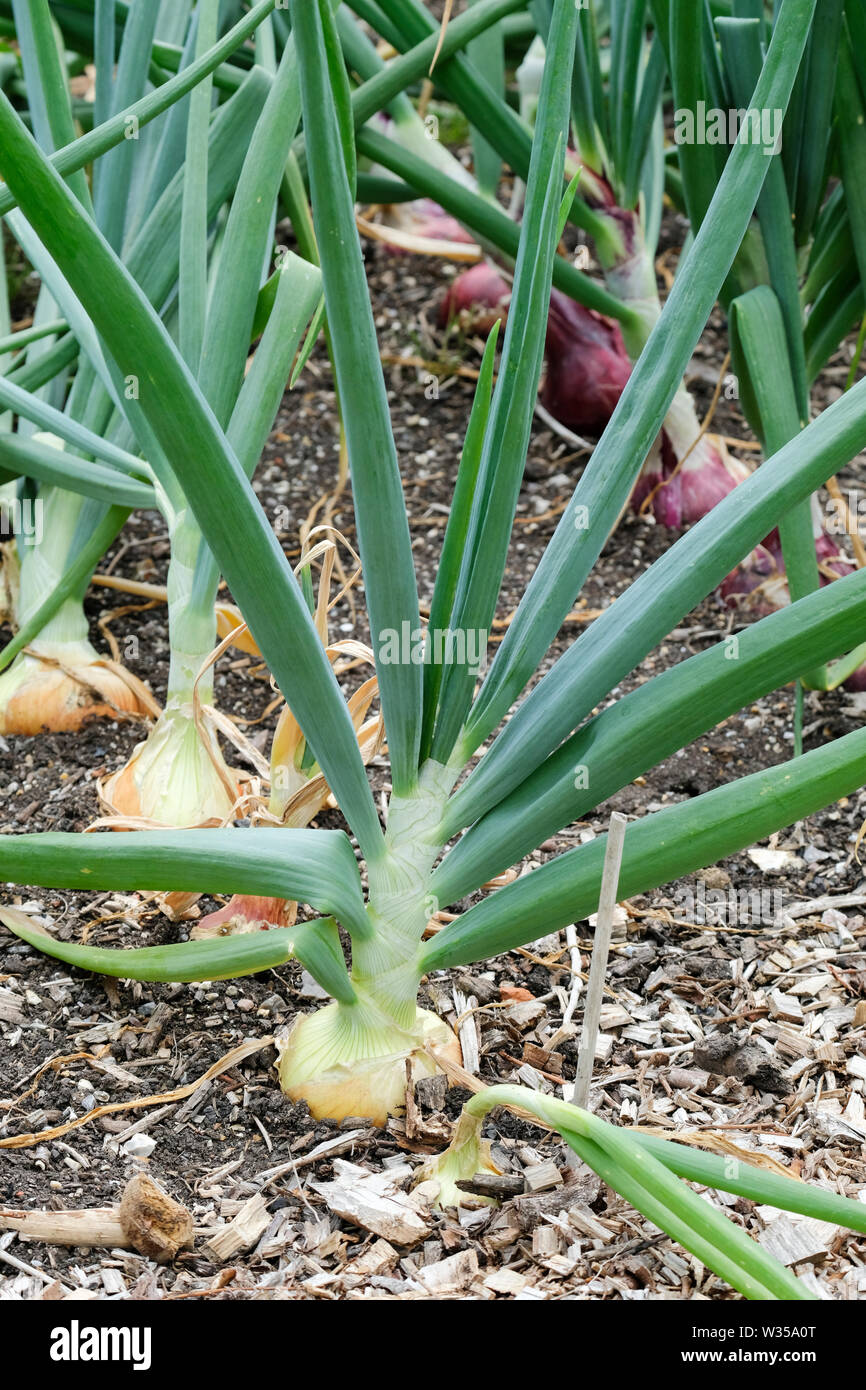 Onion (Allium cepa) 'Stuttgarter Riesen' crescendo in righe in un giardino Foto Stock